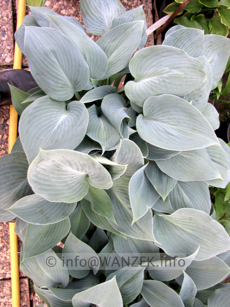 Hosta tardiana Halcyon 05.JPG